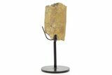 Fossil Hadrosaur Rib Section w/ Metal Stand - South Dakota #378576-1